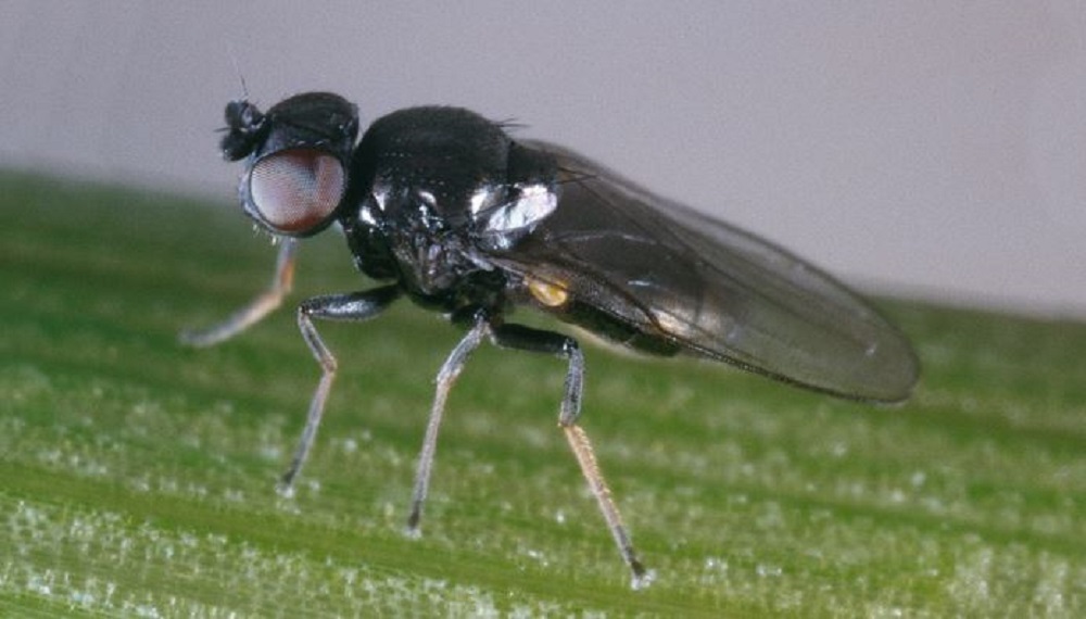 Adult frit fly on a leaf